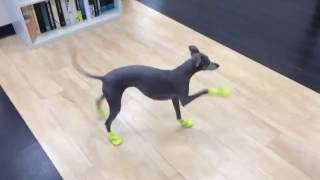 Italian Greyhounds New Boots [upl. by Noicpesnoc]