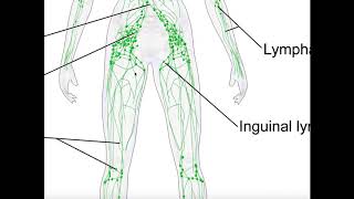 Asthma and COPD  Pathogenesis and Pathophysiology [upl. by Hepzi]