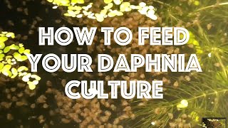 How To Feed Your Daphnia Culture [upl. by Chaney]