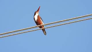 Whitethroated Kingfisher 05 05 24 R Mhrn Lake 3 [upl. by Thoma]