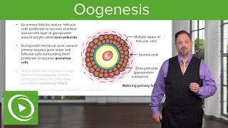 Oogenesis and Follicles – Embryology  Lecturio [upl. by Nitsirc]