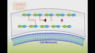 Antibacterial drugs animation Vancomycin [upl. by Monaco494]