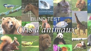 BLIND TEST  Cris danimaux [upl. by Ahnavas]