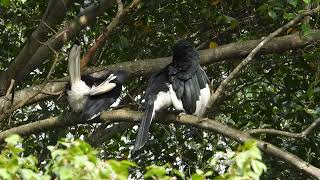 Hornbill and WhiteThroated KingFisher with Nikon P1000 [upl. by Felicle815]