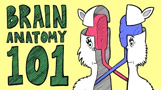 BRAIN ANATOMY BASICS In Rhyme [upl. by Barra57]