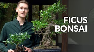 Ficus Bonsai tree care [upl. by Gaye]