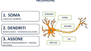 2 Il neurone  morfologia [upl. by Yun528]