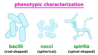 Bacteria Definition amp Types  Primary School Science Animation [upl. by Nicram]