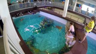 Clearwater Marine Aquarium with Winter the Dolphin [upl. by Cogswell]