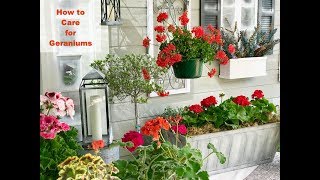 GERANIUM CARE BASICS amp 4 GERANIUM TYPES  Shirley Bovshow [upl. by Yemrots130]