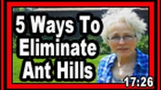 5 Ways To Eliminate Ant Hills  Wisconsin Garden Video Blog 598 [upl. by Hayyikaz]