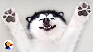 Happy Husky Dog Is Always Smiling  The Dodo [upl. by Lienet197]