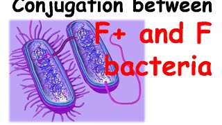 Conjugation between F amp F bacteria [upl. by Milak142]