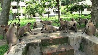 Monkeys Fighting With other groups II Langur Monkey Fight and Sounds [upl. by Okechuku]