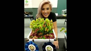 Venus Flytrap Dionaea muscipula Care amp Tips [upl. by Gardas]