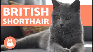 British Shorthair Cat  CHARACTERISTICS and CARE [upl. by Bruns841]