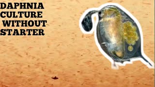 HOW TO CULTURE DAPHNIA NATURALLY WITHOUT A STARTER [upl. by Godspeed]