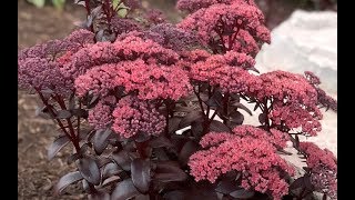 Best Perennials  Sedum Dark Magic Stonecrop [upl. by Biddy]