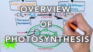 Photosynthesis [upl. by Crescint]