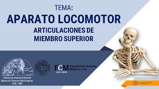 Aparato Locomotor Articulaciones de Miembro Superior [upl. by Elvin667]