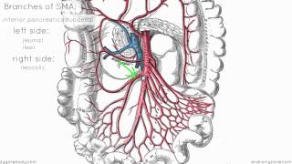 Superior Mesenteric Artery  Anatomy Tutorial [upl. by Shimkus]