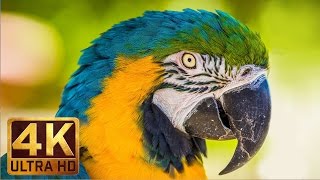 4K UHD Wild Animals  Nature Sounds Relaxing Scenery  Trailer [upl. by Brigitte]