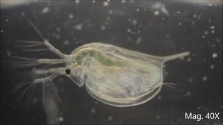 Daphnia magna under the Microscope [upl. by Werra]