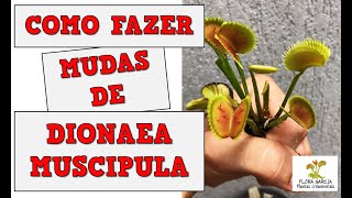 COMO FAZER MUDAS DE DIONAEA MUSCIPULA LEAF CUTTING [upl. by Granny]