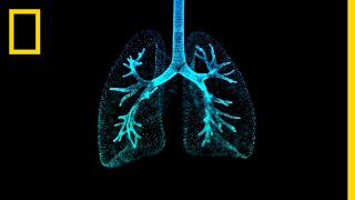 Lungs 101  National Geographic [upl. by Mullins301]