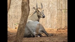 Nilgai antelope facts [upl. by Quentin]