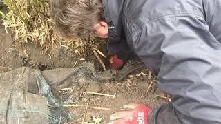 How to remove dig up clumping Bamboo for transplanting [upl. by Bor599]