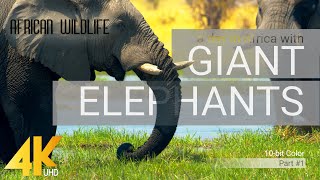 4K African Wildlife ELEPHANTS Part 1  A day in Africa with Giant Elephants  10bit Color [upl. by Allez464]