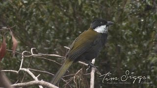 Eastern Whipbird call Psophodes olivaceus HD Video clip 12 Tim Siggs ABVC [upl. by Yniatirb]