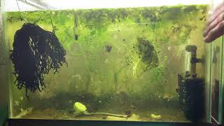 Scuds Daphnia Cherry Shrimp Copepods My aquatic food culture [upl. by Ayad]