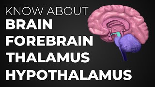 Learn About Brain  Forebrain  Thalamus  Hypothalamus [upl. by Tshombe]