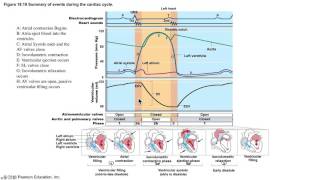 The Cardiac Cycle Demystified [upl. by Aiyot]