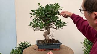 Ficus Bonsai Care and Pruning [upl. by Blankenship]