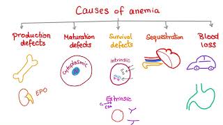 Anemia  Causes and Mechanisms  Fatigue and Pallor  Hematology Series [upl. by Arv]