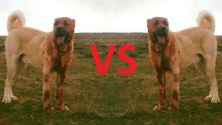 Kangal VS TIGER amp LION [upl. by Newel]