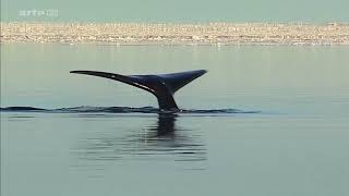 La baleine boréale [upl. by Zachery]