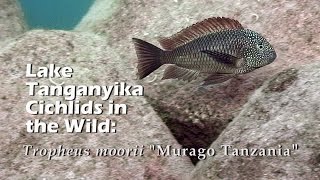 Lake Tanganyika Cichlids in the Wild Tropheus moorii quotMurago Tanzaniaquot HD 1080p [upl. by Neltiak]