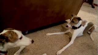 Greyhound Whippet Italian Greyhounds [upl. by Kaycee114]