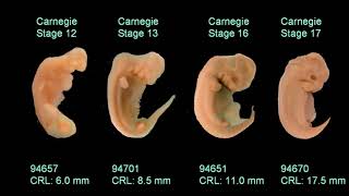 Embryology [upl. by Gale]