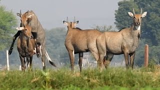 All Nilgai loving excitednilgai [upl. by Johppah]