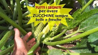 TUTTI I SEGRETI PER AVERE ZUCCHINE SEMPRE BELLE E FRESCHE [upl. by Atinahc]