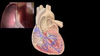 Corazón Anatomía y Fisiología [upl. by Laban]