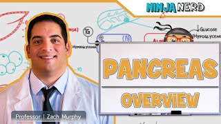 Endocrinology  Pancreas Overview [upl. by Pamella]