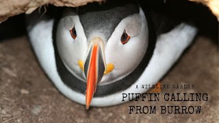 Puffin Calling from Burrow [upl. by Endora]