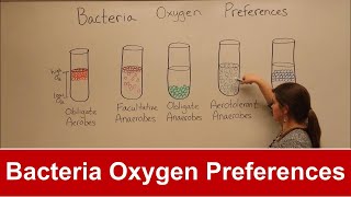 Bacteria Oxygen Requirements [upl. by Alcine460]