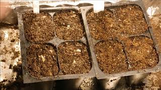 how to grow blanket flower from seed how to grow gaillardia flower from seed [upl. by Entruoc]